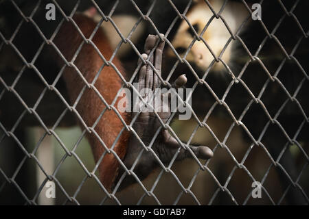 Auszug aus einsperren von enge Fokussierung auf monkey's Hand berühren Eisenkäfig dunkle Klangfarbe Stockfoto