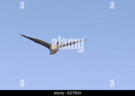 Pink-footed Goose - im Flug Anser Brachyrhynchus See Myvatn Island BI028726 Stockfoto