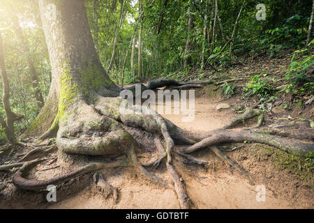 Stamm und Wurzel des alten großen Baum wächst auf schrägen landen im tropischen Wald. Haben Sie weiche gelbe helles Licht auf Blatt. Stockfoto