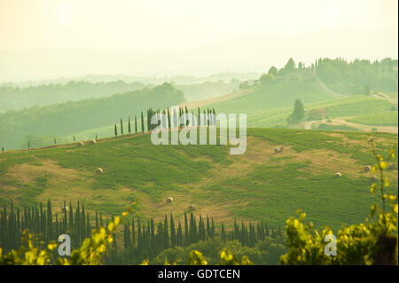 Zypressen auf Hügeln der Crete Senesi, abends Licht Licht in der Nähe von Pienza, Toskana, Italien Stockfoto