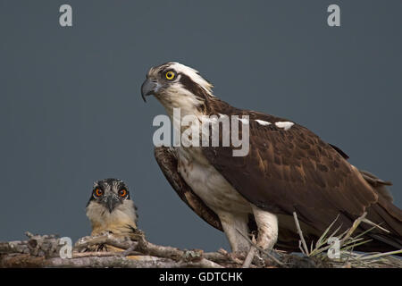 Fischadler Mutter und Küken Stockfoto