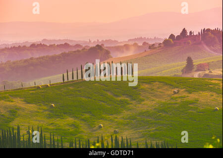 Zypressen auf Hügeln der Crete Senesi, in dem Abendlicht in der Nähe von Pienza, Toskana, Italien Stockfoto