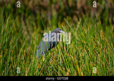 Little Blue Heron gehockt Schilf in den Sumpf Stockfoto