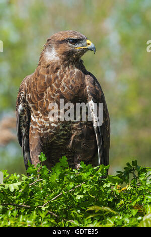 Bussard auf der Suche Stockfoto