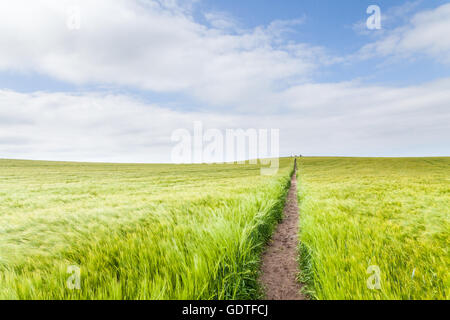 Fußweg zum Duddo Stone Circle, alten Steinkreis, historisches Denkmal in der Sonne in einen Acker in Northumberland Stockfoto