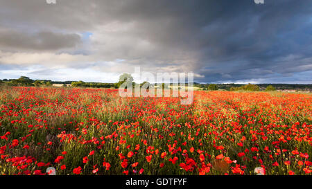 Ein Feld voller leuchtend rote Mohnblumen unter Gewitterhimmel in einem Feld in ländlichen Northumberland. Stockfoto