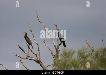 Zwei Kormorane thront in einem toten Baum Stockfoto