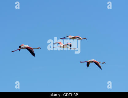 Fliegende Rosaflamingos in den Feuchtgebieten der Camargue. Provence, Frankreich Stockfoto