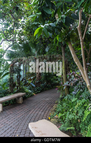 Gewächshaus mit tropischer Vegetation. Verschiedene Bäume, Palmen, Pflanzen. Meijer Gardens, Grand Rapids, Michigan, Vereinigte Staaten von Amerika von Amer Stockfoto