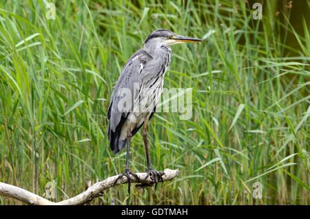 Grey Heron Ardea Cinerea thront auf einem Zweig The Welsh Wildlife Centre und Tivy Marsh Cilgerran Wales Stockfoto