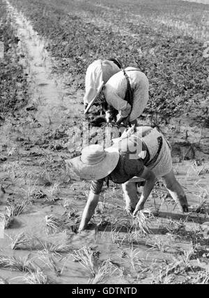 Reis Pflanzer auf dem Gebiet der 1950er Jahre Stockfoto