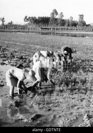 Reis Pflanzer auf dem Gebiet der 1950er Jahre Stockfoto