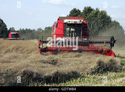 Mähdrescher bei der Raps Ernte Stockfoto