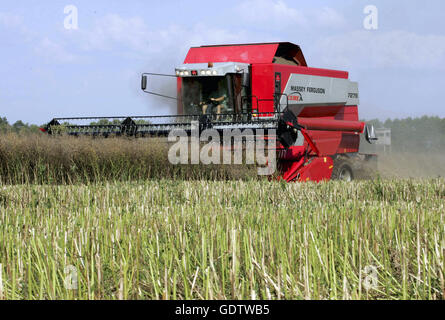 Mähdrescher bei der Raps Ernte Stockfoto