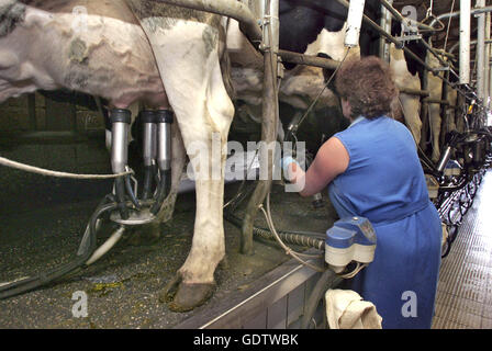 Kühe werden gemolken werden Stockfoto