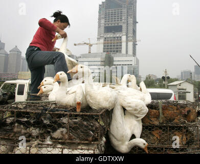 Geflügelmarkt in Peking Stockfoto