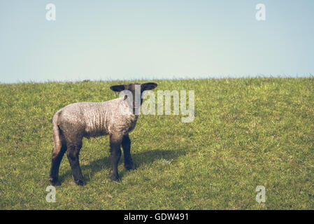 Schafe am Deich Stockfoto