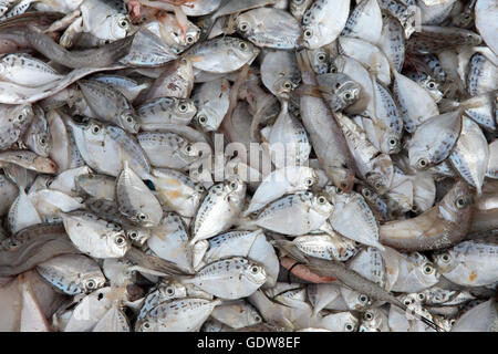 Kleine Seefische zum Verkauf auf dem lokalen Markt Stockfoto