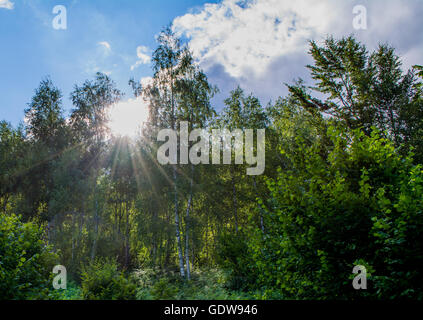 Sonnenlicht, das durch Bäume Stockfoto