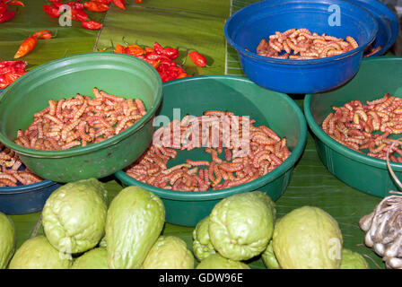 Das Bild der Naga essen Würmer in Kohima Markt, Nagaland, Indien Stockfoto