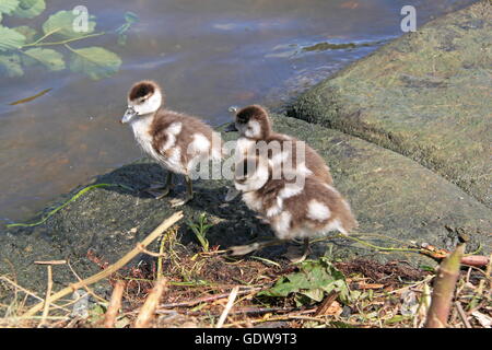 Drei Nilgans (Alopochen Aegyptiacus) Gänsel, Themse, East Molesey, Surrey, England, Vereinigtes Königreich, Europa Stockfoto