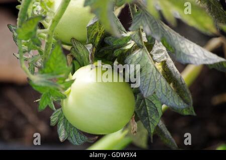 Grüne unreife Tomaten an Rebstöcken. Comox Valley, BC, Kanada Stockfoto