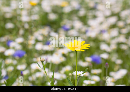 Chrysanthemum Segetum. Mais-Ringelblume in eine Wildblumenwiese. Stockfoto