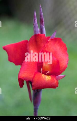 Blühende Cannas Blume Stockfoto