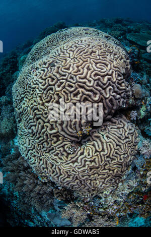 Eine schöne korallene Kolonie wächst in Raja Ampat, Indonesien. Diese tropischen und abgelegenen Gegend birgt erstaunliche Artenvielfalt. Stockfoto