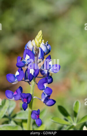 Texas Bluebonnet im Mercer Arboretum und Botanischen Gärten in Spring, Texas. Stockfoto