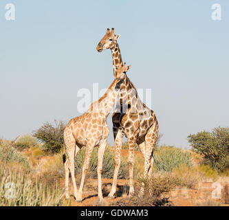 Eine männliche und weibliche Giraffe stehend zusammen im südlichen afrikanischen Savanne Stockfoto