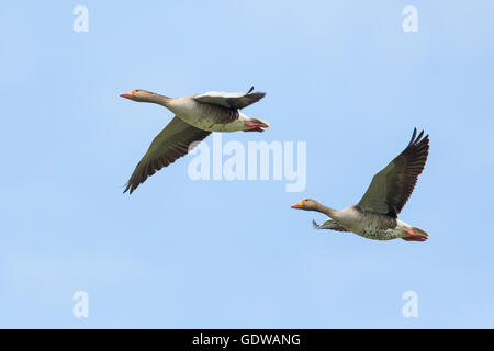 Zwei fliegende graue Gänse im blauen Himmel Stockfoto