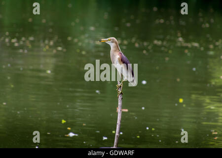 Indischen Teich Heron (Ardeola Grayii) thront auf einem Stiel in der Nähe von einem See Stockfoto