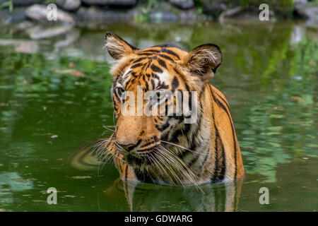 Bengal-Tiger, die halb untergetaucht im Wasser des Sumpfes - Nahaufnahme Hochformat. Stockfoto