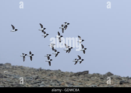 Schwarm von kleinen Alken im Flug Stockfoto