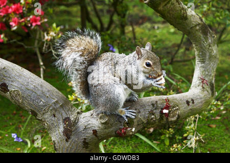 Graue Eichhörnchen Essen eine Erdnuss sitzend auf einem Ast in Holland Park, London, UK. Wildes Leben in London. Stockfoto