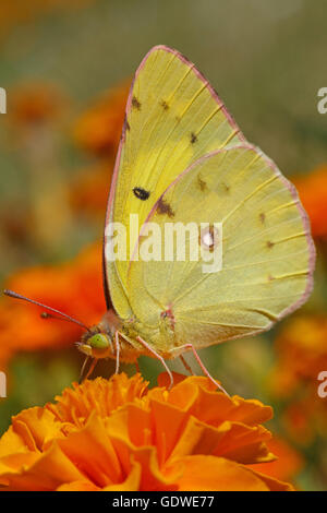 blasse getrübten gelben Schmetterling auf Ringelblumeblume Stockfoto