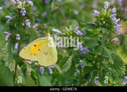 blasse getrübten gelben Schmetterling auf wilde Blume Stockfoto