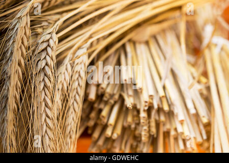 Garbe von Gerste auf dem Schreibtisch aus Holz Stockfoto