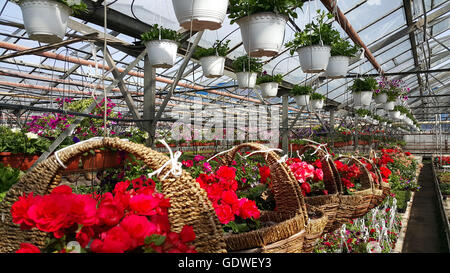 Im inneren Bild von einem hellen, heißen und warmen Gewächshaus mit vielen Arten von Blumen. Stockfoto