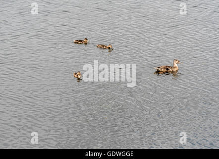 Eine weibliche Stockente Schwimmen mit drei Küken Stockfoto