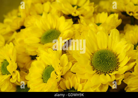 schöner Blumenstrauß leuchtend gelbe Chrysanthemen, horizontale Stockfoto