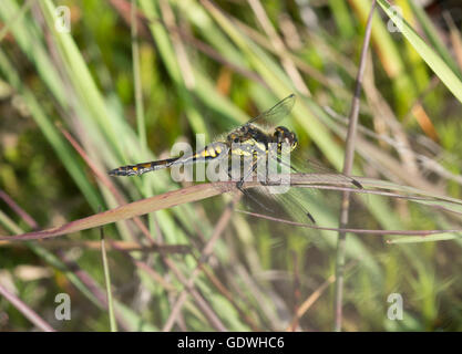 Schwarzen Darter Libelle (Sympetrum Danae) (männlich unreif) in Surrey, England Stockfoto