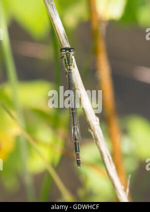 Weibliche blau-tailed Damselfly (Ischnura Elegans) (Formular Infuscens) in Berkshire, England Stockfoto