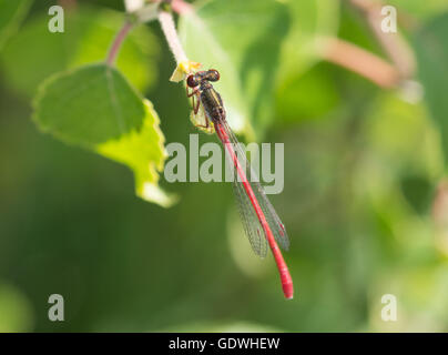 Männliche kleine rote Damselfliege (Ceriagrion tenellum) in Surrey, England, Vereinigtes Königreich Stockfoto