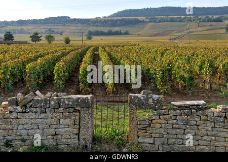 Weinberge von Puligny-Montrachet, Burgund, Frankreich Stockfoto