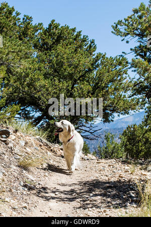 Platin farbige Golden Retriever Hund läuft auf einem Bergweg. Stockfoto