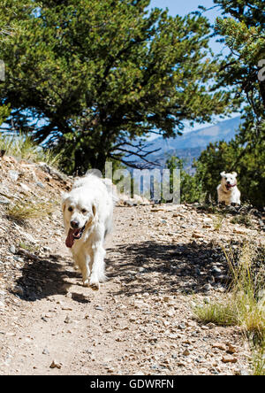 Platin farbige Golden Retriever Hunde laufen auf einem Bergweg. Stockfoto