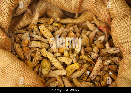 Kurkuma-Wurzeln in der Tasche, Curcuma Longa, Bio-Lebensmittel, Gewürze und Kräuter, Gruppen von Gelbwurz, Kurkuma trockene Finger, lose Kräuter Stockfoto