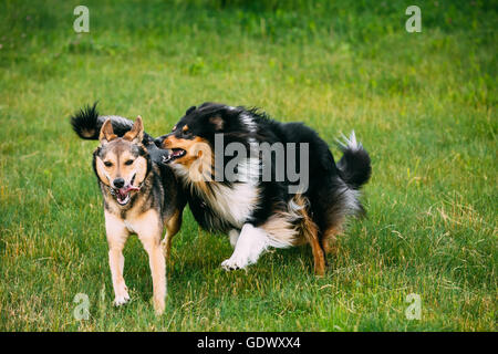 Shetland Sheepdog, Sheltie, Collie spielen mit Mischling Hund mittlerer Größe drei Beinen im Freien im Sommer Rasen. Glücklichen Hund ausgeführt Stockfoto